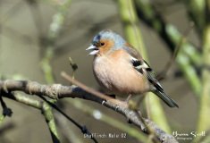 Chaffinch Male
