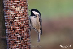 Coal Tit