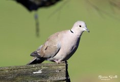 Collard Dove