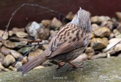 Dunnock
