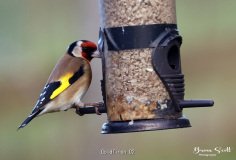 Goldfinch