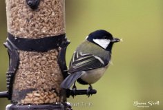 Great Tit