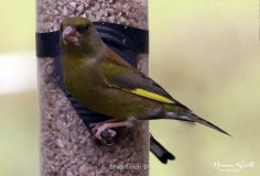Greenfinch