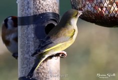 Greenfinch