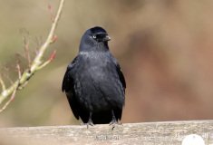 Jackdaw