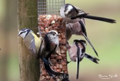 Long Tailed Tit