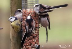 Long Tailed Tit