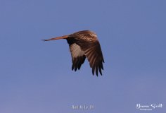 Red Kite