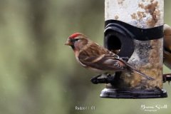 Redpoll