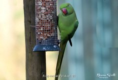 Ring necked Parakeet
