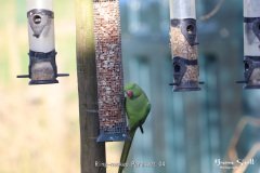Ring necked Parakeet