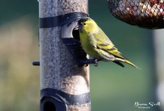 Siskin