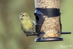 Siskin Female