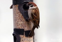 Tree Sparrow