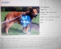 Harry advert at The RSPCA