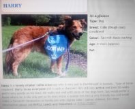 Harry advert at The RSPCA