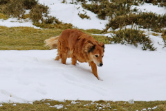 Harry in the snow