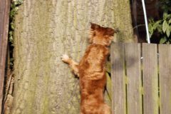 Harry chasing Squirrels