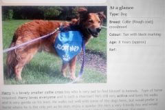Harry advert at The RSPCA