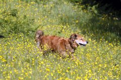 Harry in the long grass