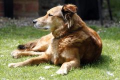 Harry at rest