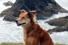Harry on the cliff tops