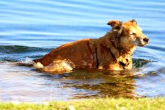 Harry having a dip