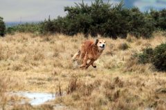 Harry having a run