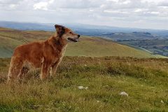 Harry on Beacon Hill