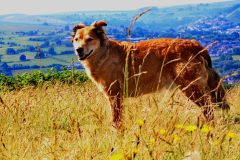 Harry on the Hills