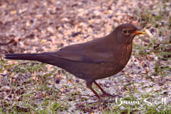 Blackbird Female