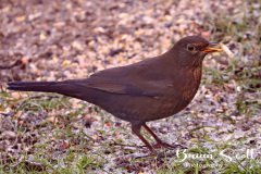 Blackbird Female