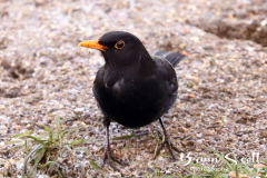 Blackbird Male