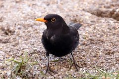 Blackbird Male