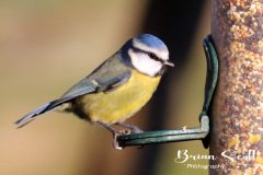 Blue Tit