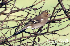 Chaffinch Female