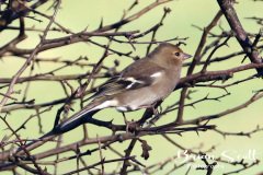 Chaffinch Female