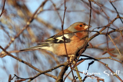 Chaffinch Male