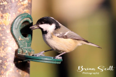 Coal Tit
