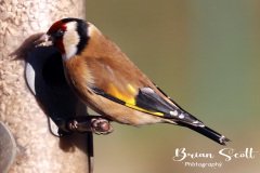 Goldfinch