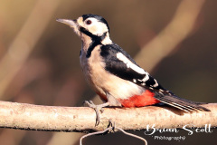 Great Spotted Woodpecker