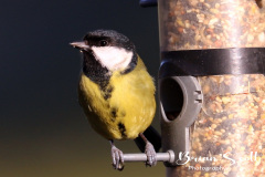 Great Tit