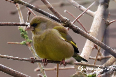 Greenfinch