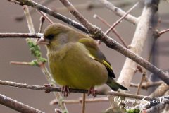 Greenfinch