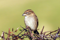 House Sparrow