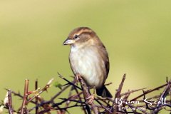House Sparrow