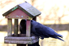 Jackdaw