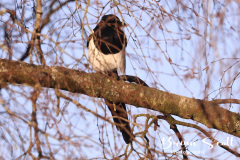 Magpie