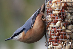 Nuthatch