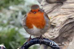 Robin
